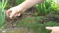 VIDEO: Caring for daffodils and other daffodils properly