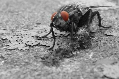 There are black and gray flesh flies.