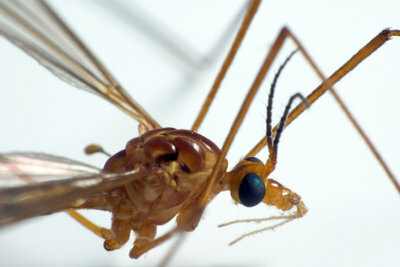 Istnieją sprawdzone domowe sposoby na komary.