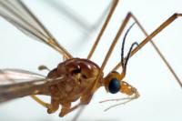 Домашні засоби від укусів комарів для профілактики