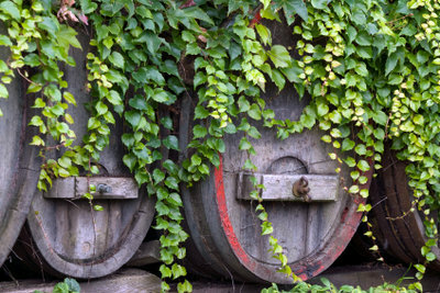 Old wine barrels are suitable as rain barrels.