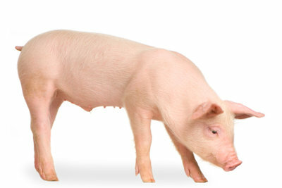 A suckling pig is slaughtered when it is suckling.