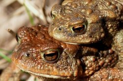 Common toads - piggyback to the spawning area