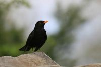What do blackbirds eat?