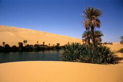 砂漠では、水は生命です-人と植物にとって。
