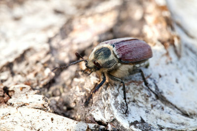 A cockchafer - a special insect.