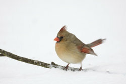 Om vinteren leder fuglene længere efter mad.