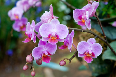 Phalaenopsis este o specie populară de orhidee.