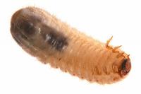 What can you do about maggots in the pantry?