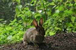 Дикие кролики часто живут на опушке леса.