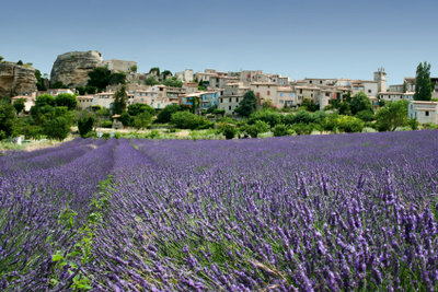 Lavender is a medicinal plant.