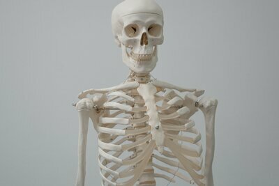 Los huesos del esqueleto juntos forman un sistema musculoesquelético altamente funcional.