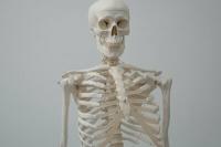 ¿Cuántos huesos tenemos los humanos?
