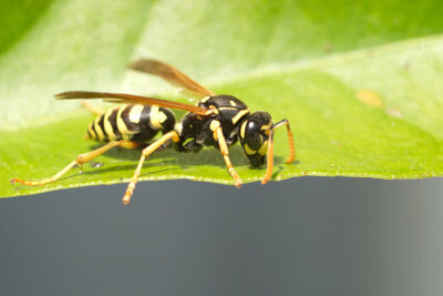 As vespas podem ser expulsas sem veneno.