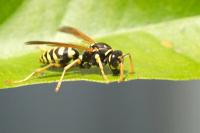 Use poison against wasps?