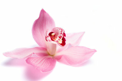 En blomstrende orkide - en vakker blomst