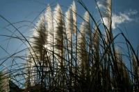 When does pampas grass sprout again?