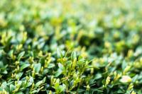 Boxwood: fight pests with home remedies