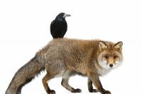 Гарванът и лисицата