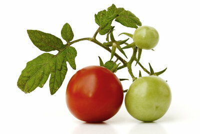 Os tomates são muito fáceis de cultivar.