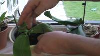 VIDEO: Bolesti orhideja: ljepljivo lišće