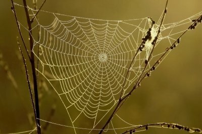 Las arañas ayudan contra las plagas de insectos, pero también pueden ser peligrosas.