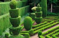 Umiejętnie zaprojektuj ogród bukszpanowy