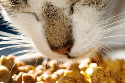 It doesn't always have to be canned food. Make cat food yourself!