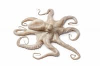 Pērciet un apstrādājiet astoņkājus