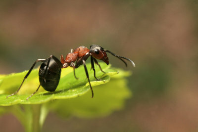 Ants can be fought with simple means.