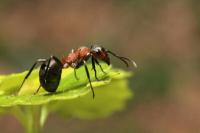 Produce ant poison yourself on an ecological basis