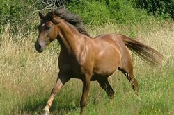 I cavalli si sentono più a loro agio quando sono completamente liberi, anche sotto il cavaliere.