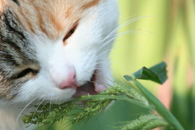 Neće svaka biljka oduševiti vašu mačku.