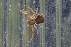 Edderkopper har åtte bein og er vingeløse.