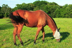 מעופפים ופרסות סוסים פוגעים מאוד בסוסים.