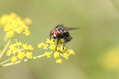 Σε ορισμένες μύγες αρέσει ιδιαίτερα να τρώνε γύρη μελισσών. 