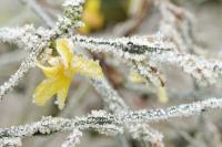 Manter e propagar jasmim de inverno
