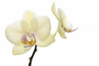 Orkideleri düzgün bir şekilde asmak için bakım