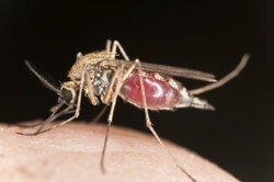 Uhryznutie hmyzom môže mať zlé následky.