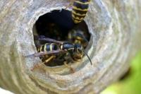 Che aspetto hanno i nidi di vespe?