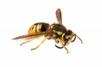 Hvordan fortelle forskjellen mellom et bie -stikk og et vepsestikk