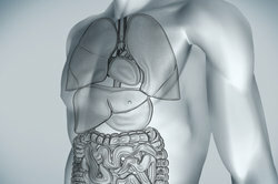 Em humanos, o fígado está localizado no abdome superior direito.