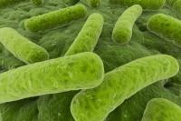 Atšķirība starp vīrusiem un baktērijām
