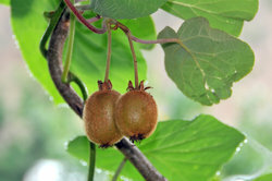 Kiwis são frutos de uma planta trepadeira fortemente coberta de vegetação.