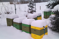 Koliko živi pčela? - zimske pčele