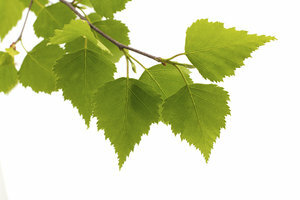 Birch leaves have a diuretic effect.