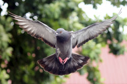I piccioni possono volare molto velocemente e lontano.