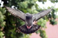 How fast does a pigeon fly?