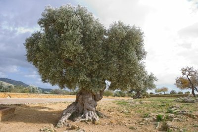 Pohon zaitun Mediterania - dengan perawatan yang tepat juga ada di sini
