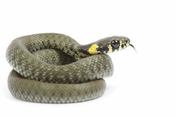 Grass snakes are non-toxic and can be easily recognized. 